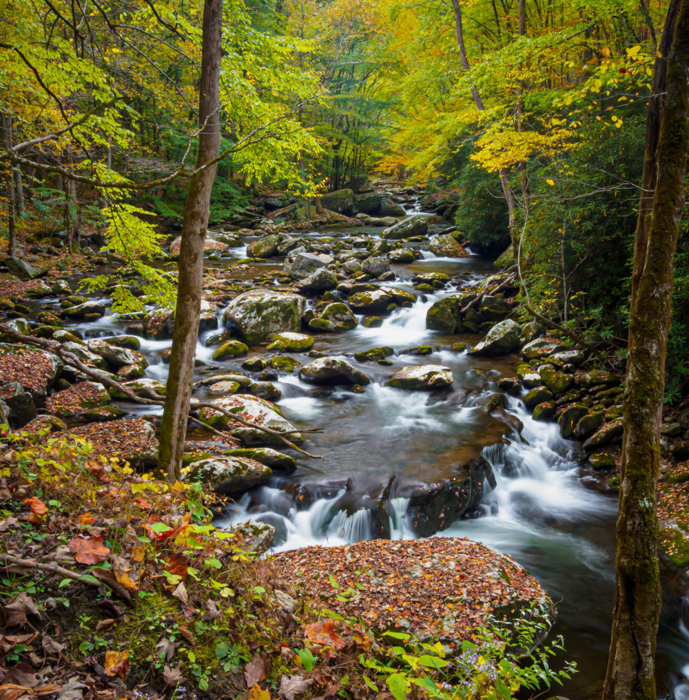 Photo of a rocky stream or river gushing through colorful fall leaves in a forest. Fall Colors on the Middle River. © Chip Young