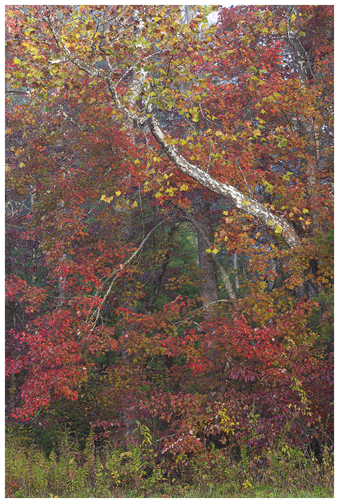 Sycamore, Sourwood, and Maple, trees turn their leaves to autumn color in Cades Cove, Great Smoky Mountains National Park, Blount County, Tennessee. © Hank Erdmann