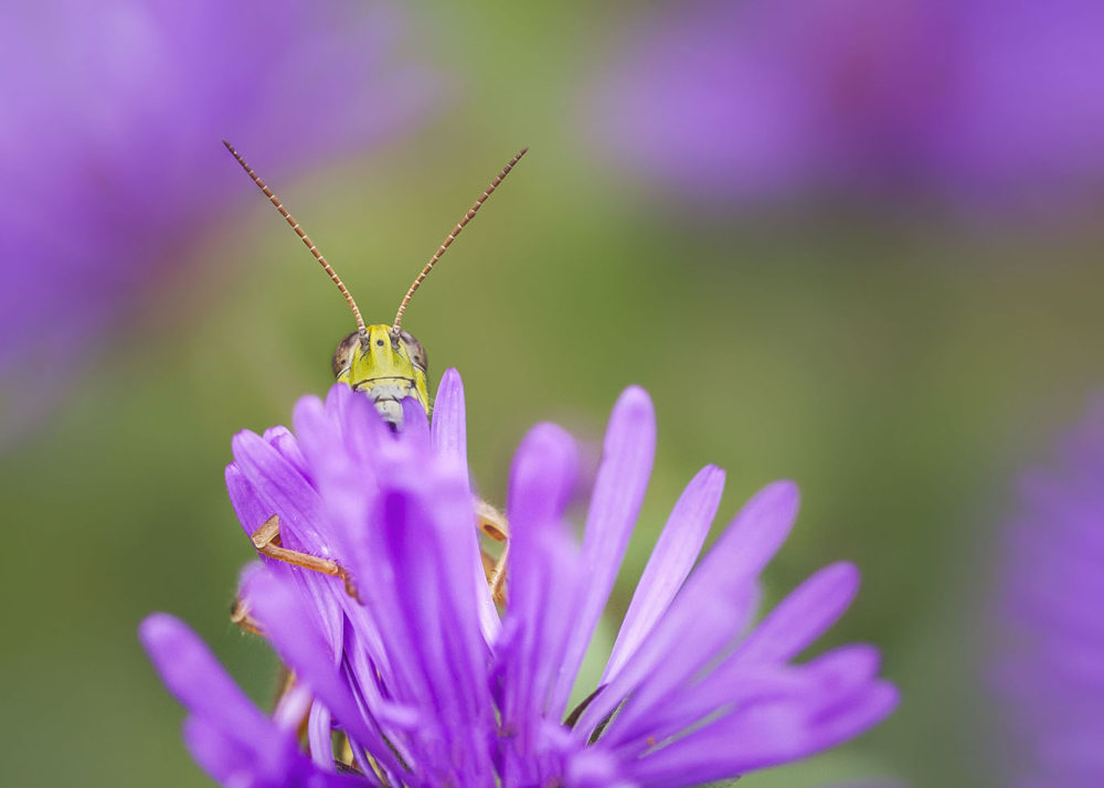 Grasshopper peers over the top of a flower. © Kelsey Gramza (2018 Janie Moore Greene Scholarship Grant)