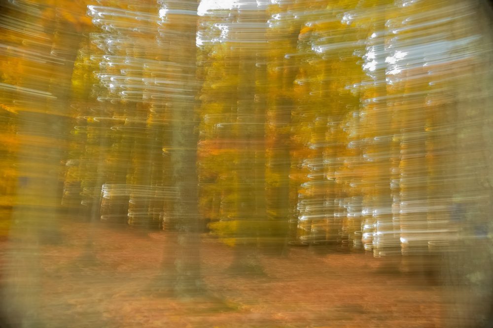 Horizontal camera movement, fall colors, 1/4 second, f/4.8. © Sastry Karra