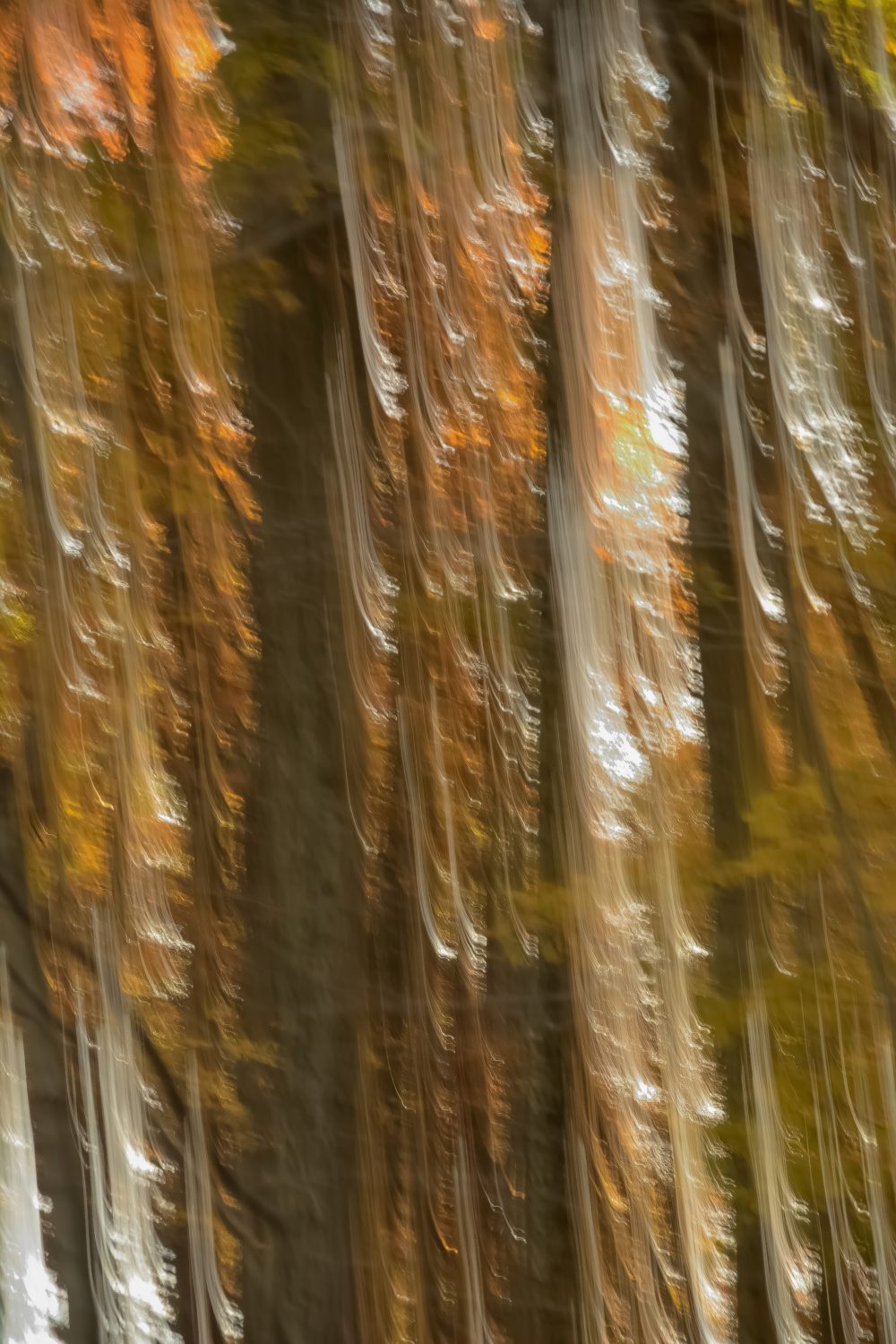 Vertical blur with fall foliage and light slanting through the tree trunks, 1/2 second @ f/5.6. © Sastry Karra