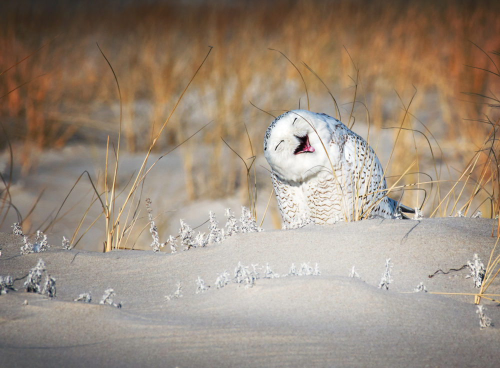 Photo of a snowy owl, standing slightly tilted on snowy ground, appearing to laugh. "Laughing Snowy Owl," 2019 Finalist, Comedy Wildlife Photography Awards, © Vicki Jauron