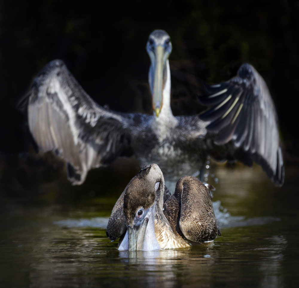 Photo of a pelican coming in for a water landing with its wings spread. There is another pelican on the water in front of it. “Abracadabra,” 2020 Finalist, Comedy Wildlife Photography Awards, © Vicki Jauron 