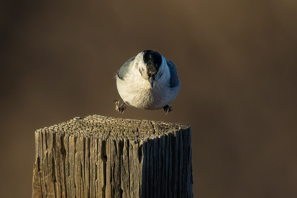 A white-breasted nuthatch seemingly jumping for joy. © Paul Malinowski. Photo of a small bird with grey wings, a white breast and a dark head levitating an inch or so above a fence post.