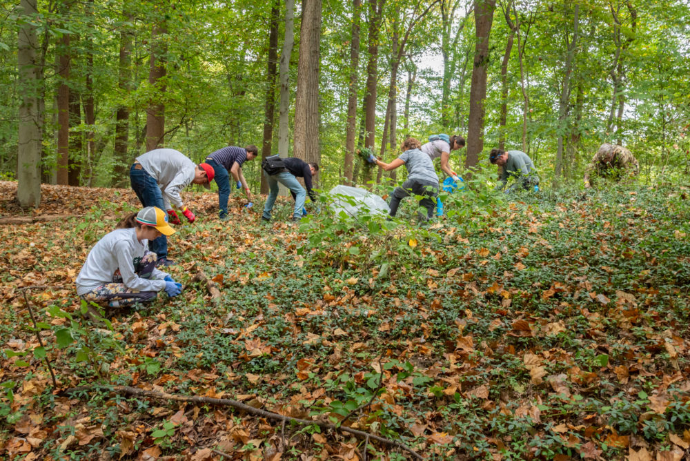 Photo of a dozen or so people puling weeds in a forest. Volunteers removing invasive winged euonymus (Euonymus alatus) during a Rock Creek Conservancy work trip. © Frank Gallagher