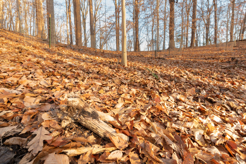 Photo of a leaf-covered forest floor cleared of plants. An area that has been cleared of invasive ground cover, ready for native plants to regenerate. © Frank Gallagher