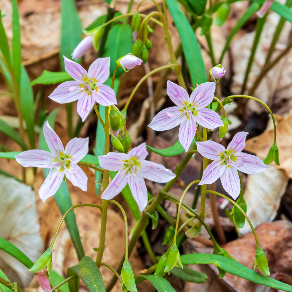 Photo of wildflowers. Native wildflowers, like the Virginia spring beauties (Claytonia virginica), come back when the land is cleared of invasives. © Frank Gallagher