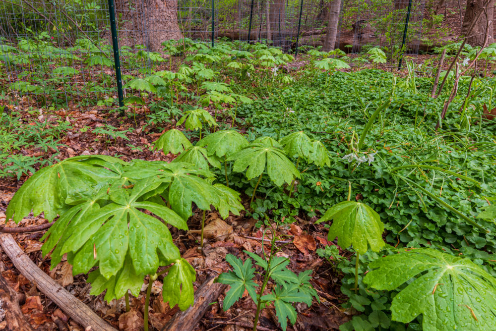Native mayapples (Podophyllum peltatum) are spreading in cleared areas. © Frank Gallagher